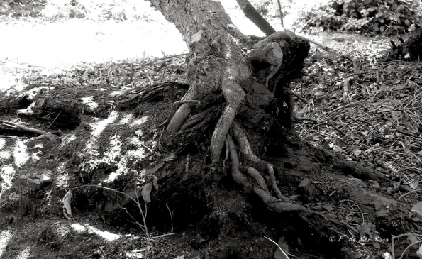 Bois des Moutiers (280) Mai 2012